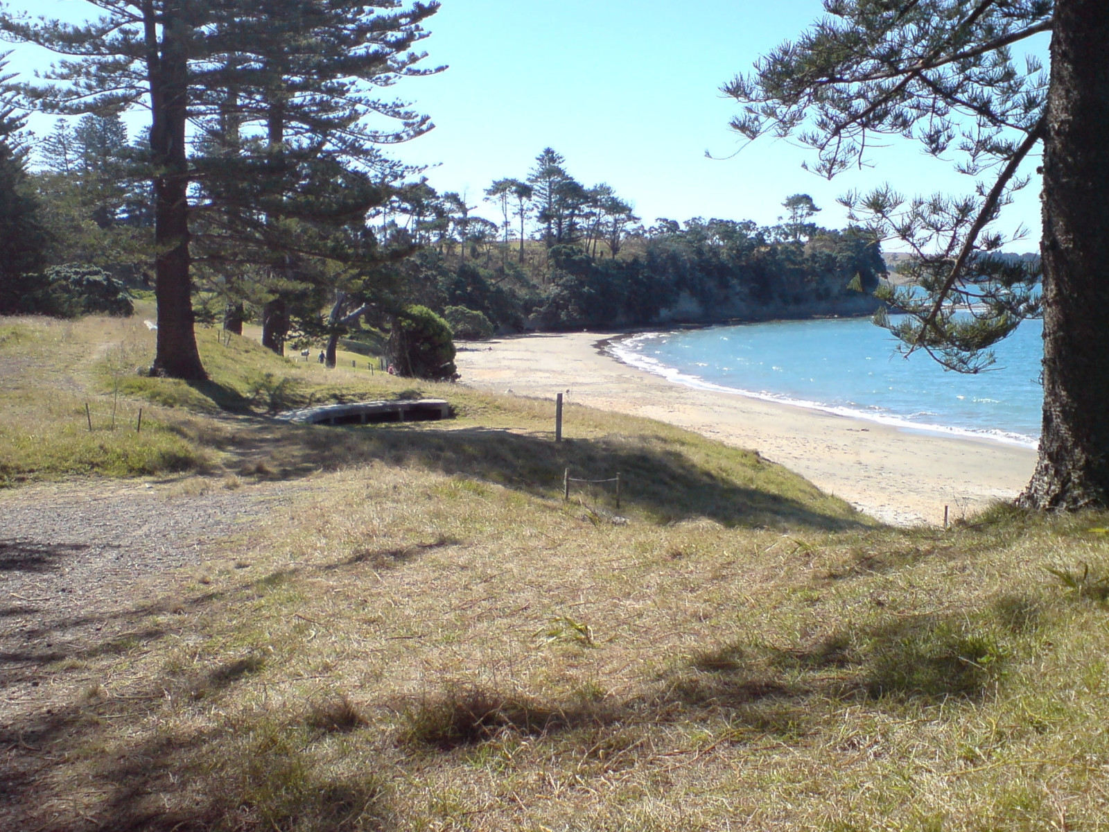 Sandy beach on the northern side of Motuihe Island framed by pine trees