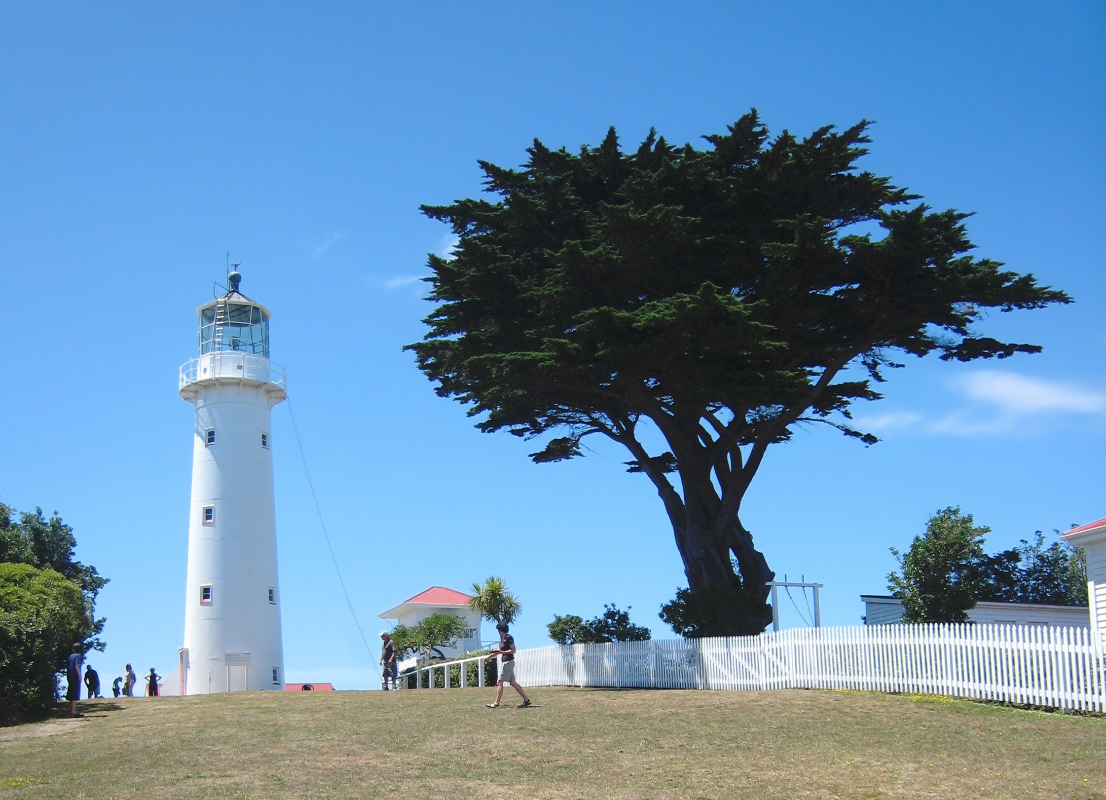 Tiritiri Matangi lighthouse and macrocarpa tree