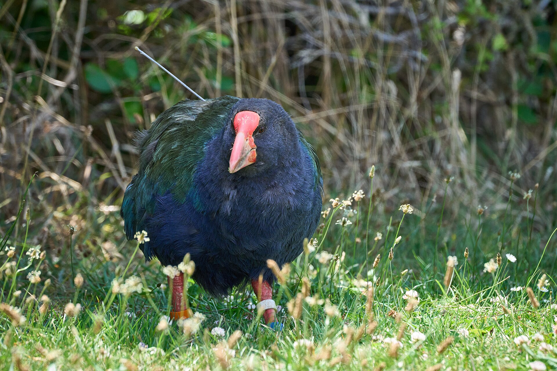 Takahē on Tiritiri Matangi Island